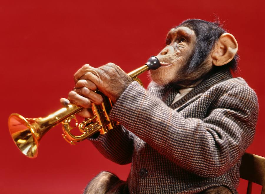 Monkeys: A Musical Retrospective