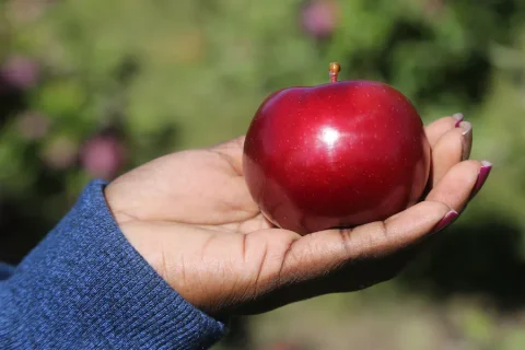 Celebrate National Apple Month With These Recipes!