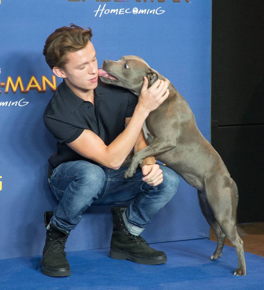 Tom Holland brings pet dog as date to Spider-Man launch