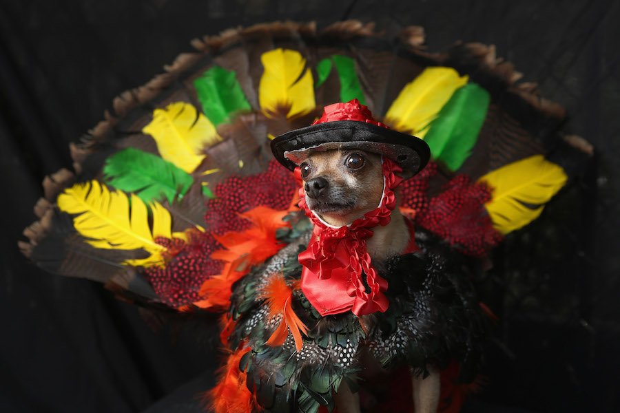 5 Thanksgiving Foods Your Dog Will Love (And Can Safely Eat)!