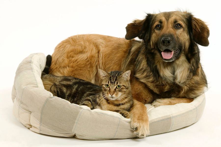 The Best Pets To Get Based On Your Daily Lifestyle!