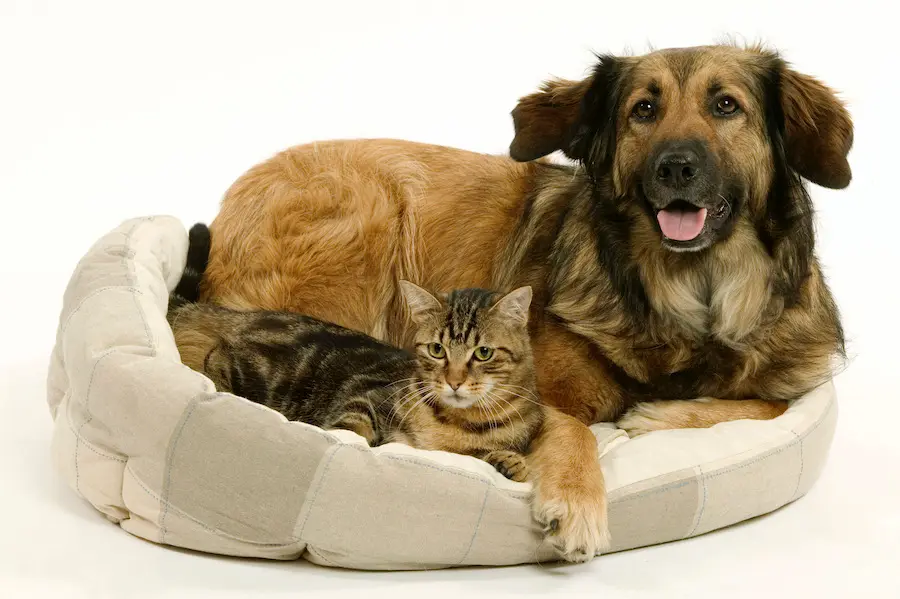 The Best Pets To Get Based On Your Daily Lifestyle!