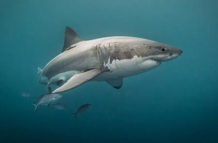 Adopt a Shark For The Holidays!
