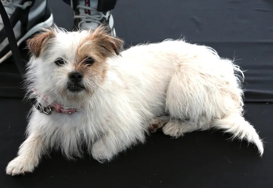 Dogs Have Their (Movie) Day at L.A.'s Dog Film Festival!