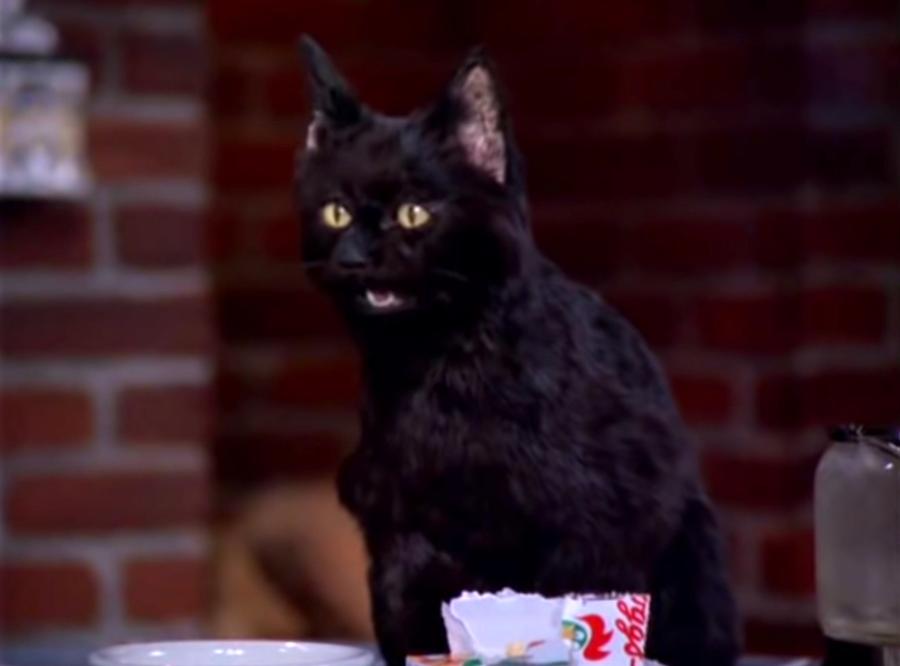 Most Popular Black Cats In Movies and Television!