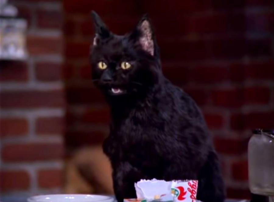 Most Popular Black Cats In Movies and Television!