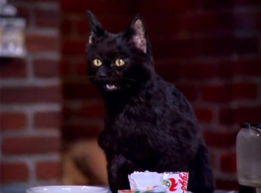 Most Popular Black Cats In Movies and Television!