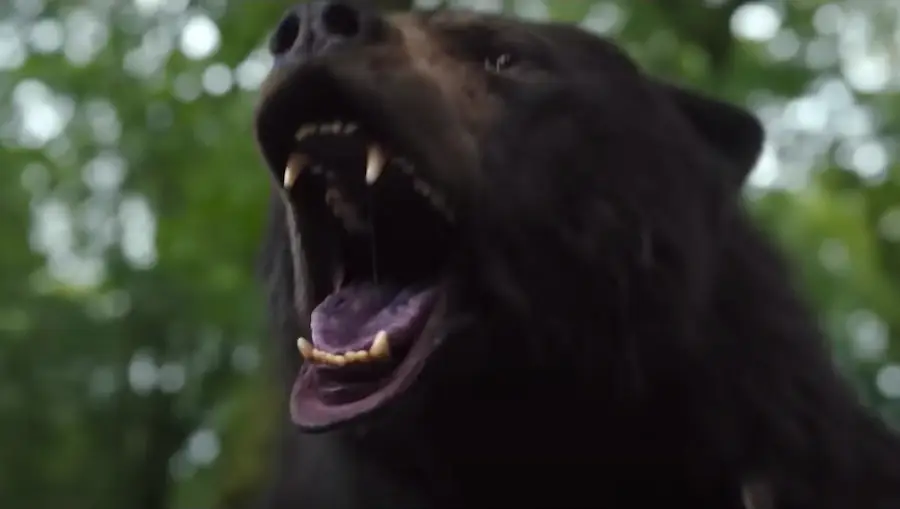 Why You Should Be Excited For 'Cocaine Bear'!
