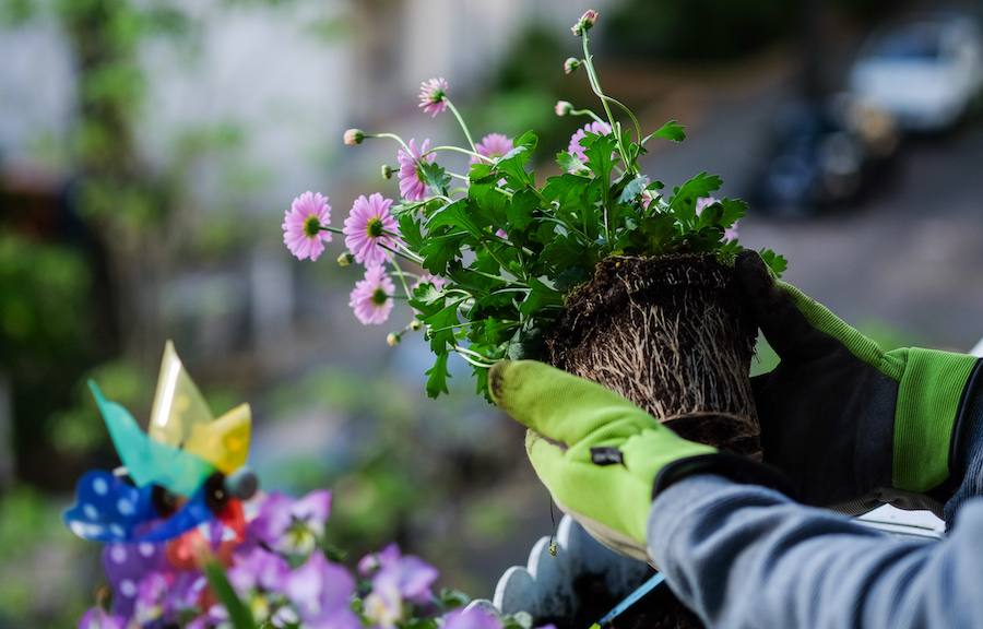 A person's hands delicately hold a small plant seedling, ready for planting in the soil