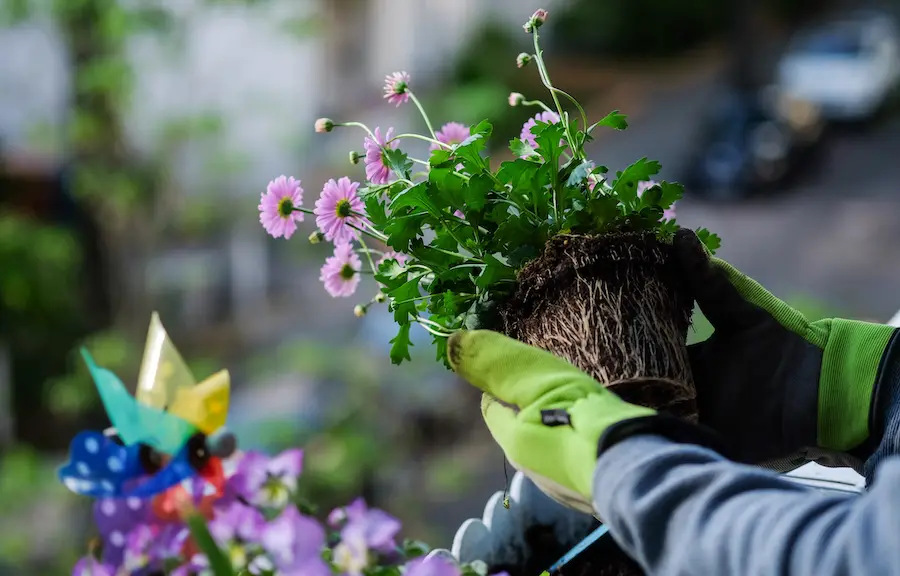 A person's hands delicately hold a small plant seedling, ready for planting in the soil