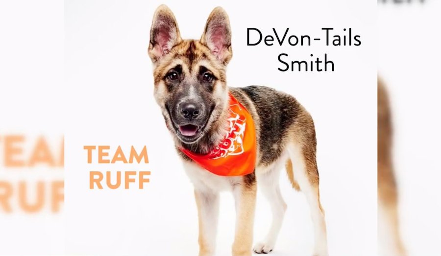 Ranking Our Favorite Players From Puppy Bowl XXII!