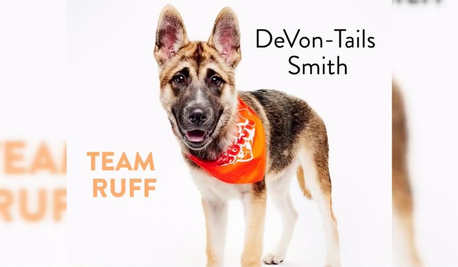 Ranking Our Favorite Players From Puppy Bowl XXII!