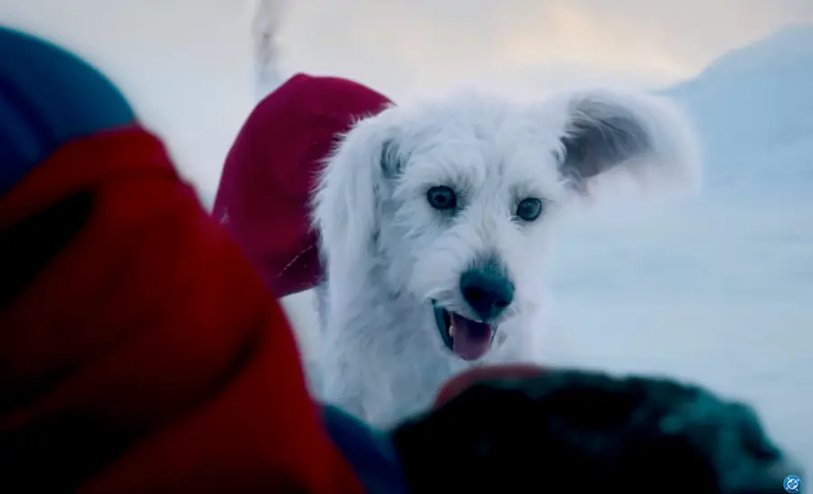 Dragons & Superdogs: Rethinking Man’s Best Friend