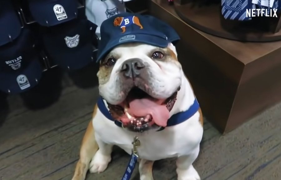 Dog Lovers Rejoice! “Dogs” Season 2 is Finally Here!