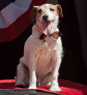Uggie makes history with Hollywood paw print honour