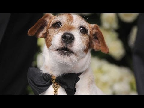 Uggie Unleashed! Get to Know THE ARTIST's Breakout Star