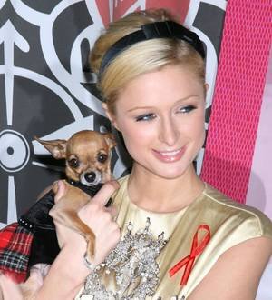 Paris Hilton's beloved chihuahua dead at 14