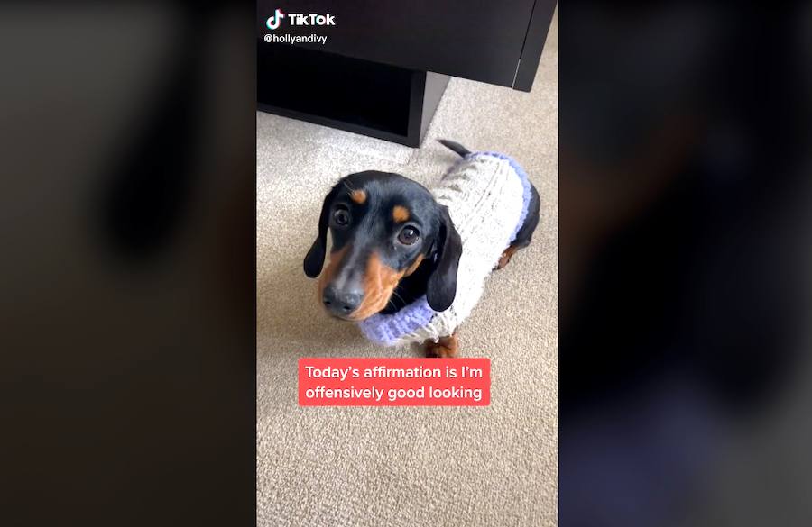 Our Favorite TikTok Doggies!