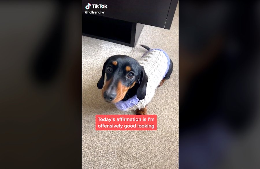 Our Favorite TikTok Doggies!