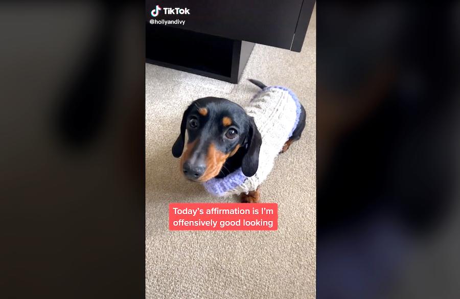 Our Favorite TikTok Doggies!