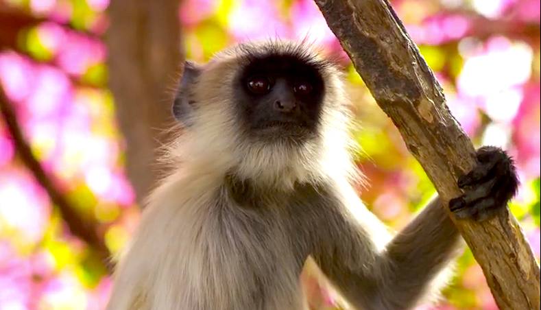 "Planet Earth 2": Planet Harder!