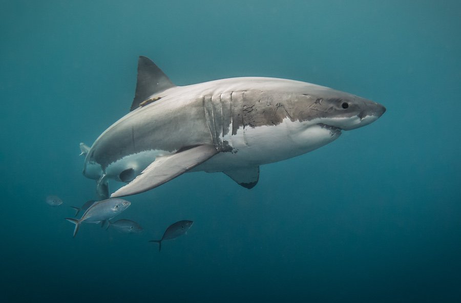 Adopt a Shark For The Holidays!