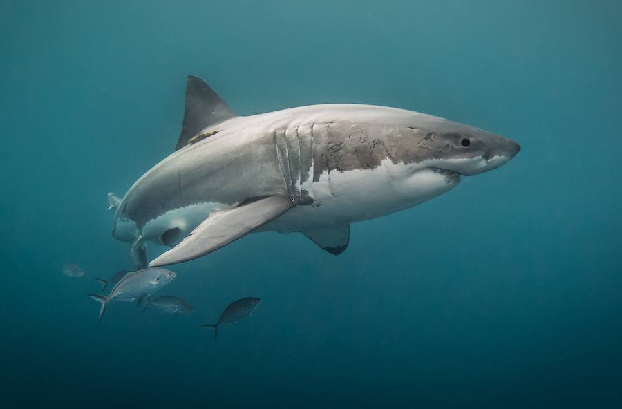 Adopt a Shark For The Holidays!