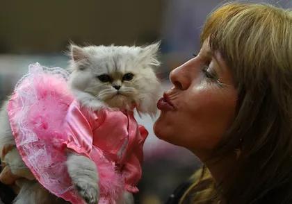 Save the Date: CatCon L.A. Celebrates All Things Feline This Summer!