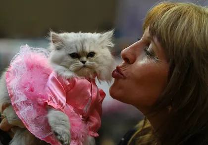 Save the Date: CatCon L.A. Celebrates All Things Feline This Summer!