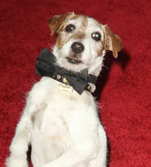 Uggie the dog dies