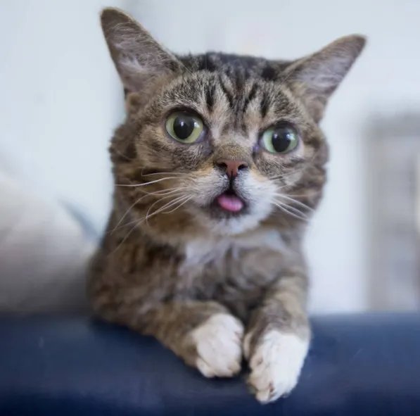The 5 Biggest Feline Celebs Appearing at CatCon!