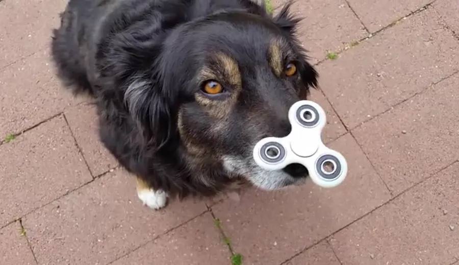5 Times the Fidget Spinner Craze Went Too Far!