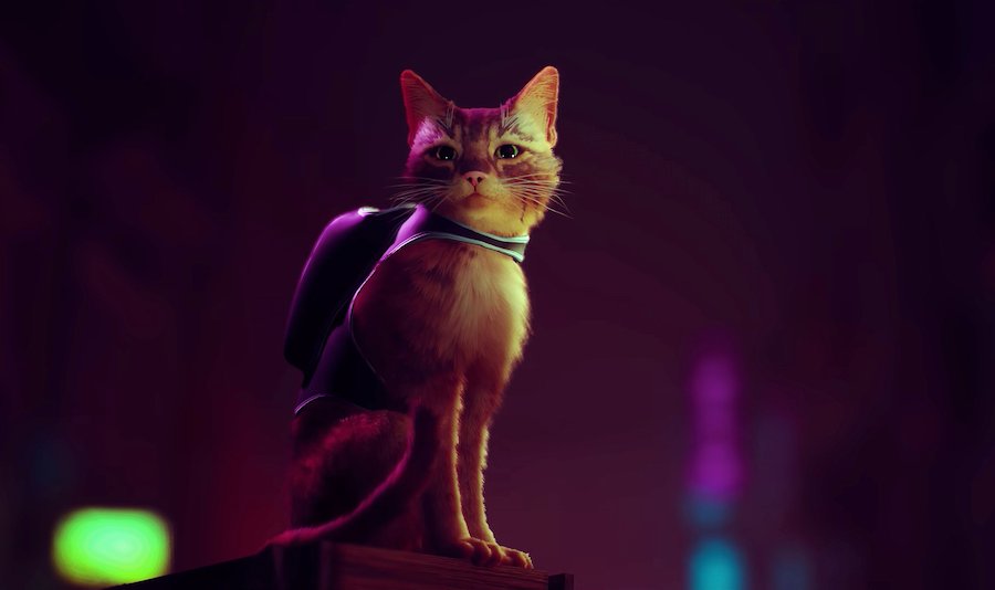 'Stray' Is The Purr-fect New Video Game Obsession!