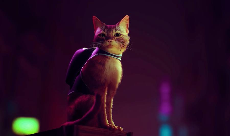 'Stray' Is The Purr-fect New Video Game Obsession!