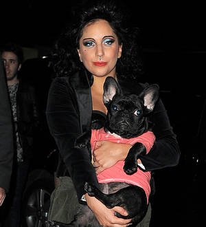 Lady Gaga launching dog product collection