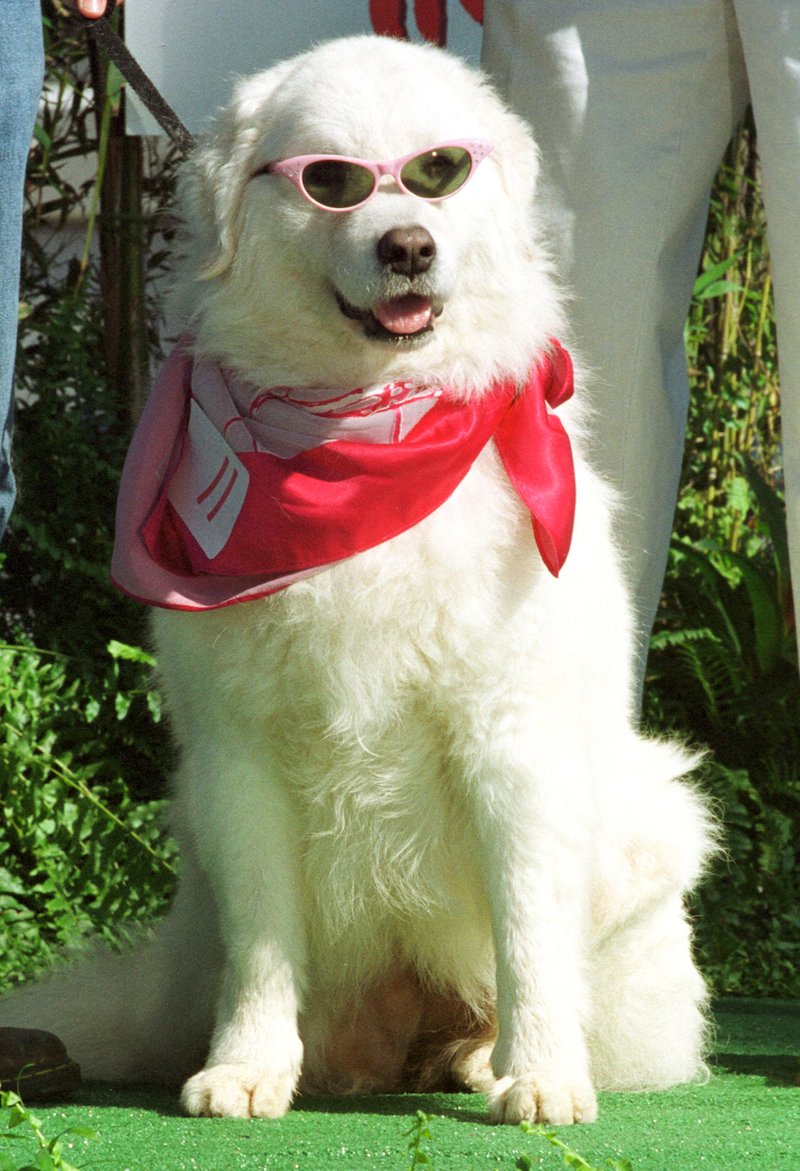 8 Dope Dog Accounts You Need To Be Following On Instagram!
