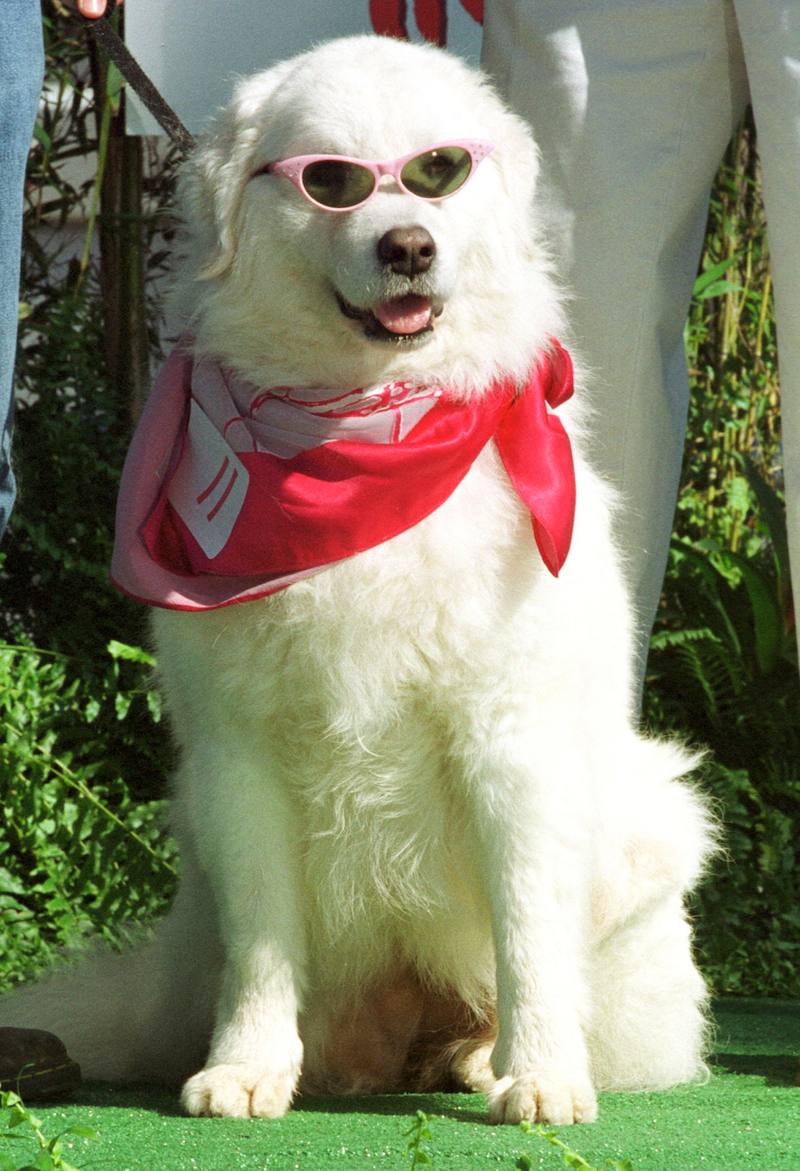 8 Dope Dog Accounts You Need To Be Following On Instagram!