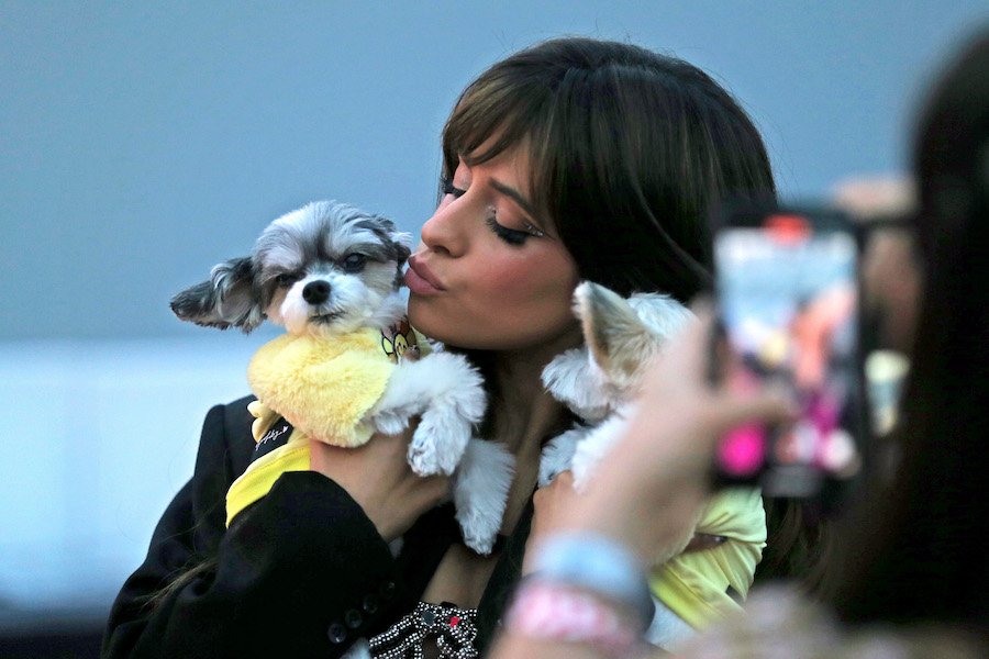 Celebrities and Their Pets: How Young Hollywood Supports Animal Adoption!