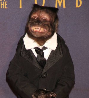Crystal the capuchin monkey is honoured at animal Oscars