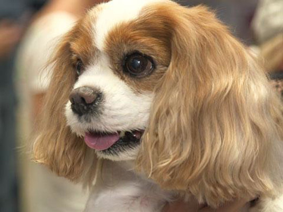 World Dog Day with Lisa Vanderpump