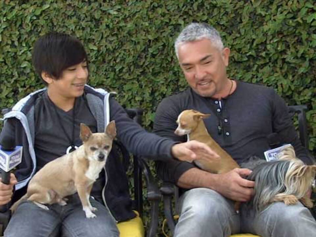 Cesar Millan & Son's Doggie Dos & Don'ts